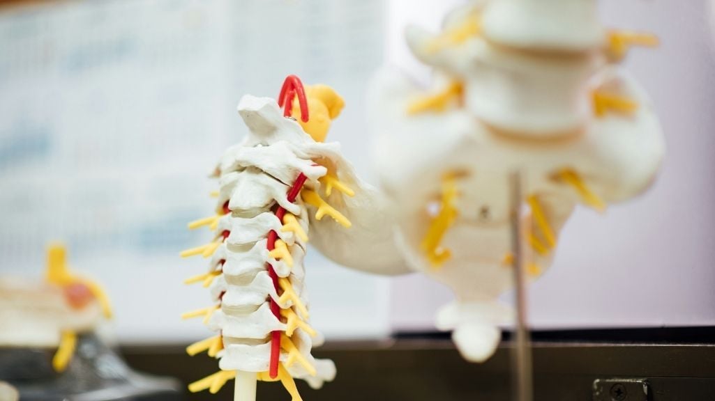 modal of a spine